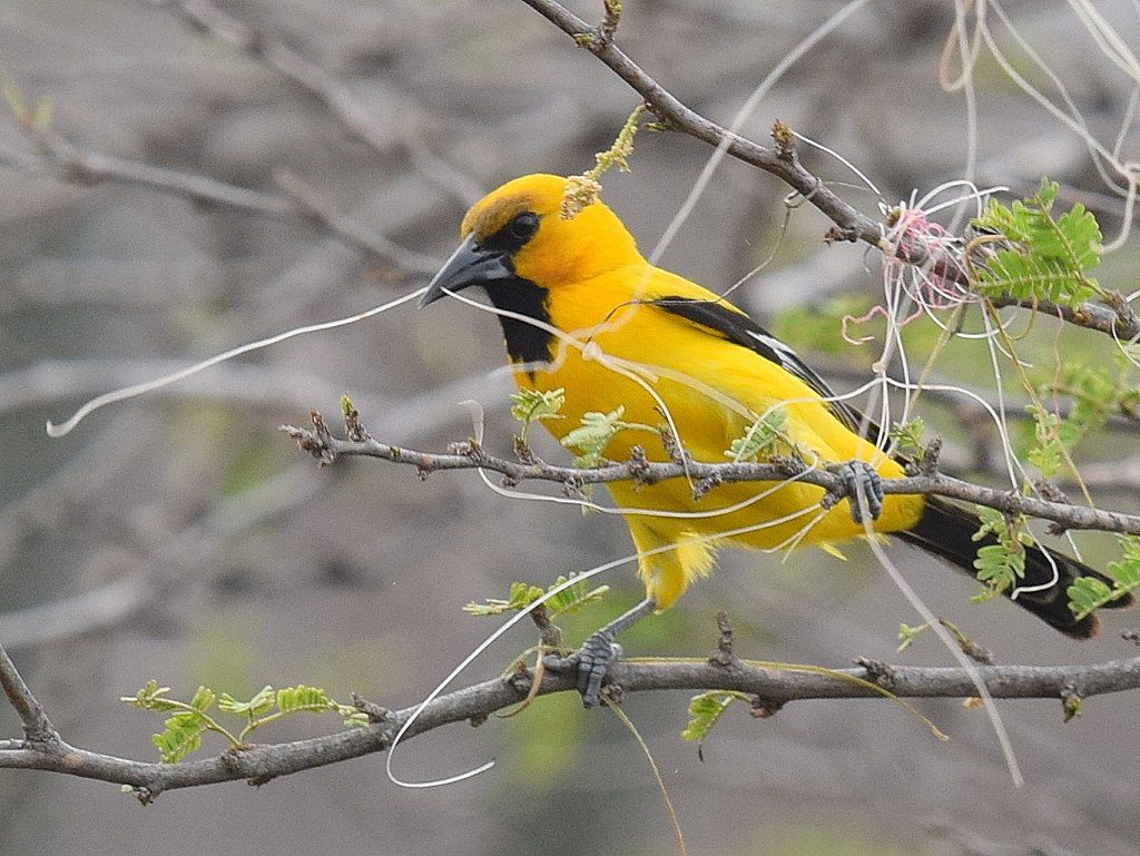 The Warawara and the Trupial - Birds with special habits | Kòrsou Ta ...